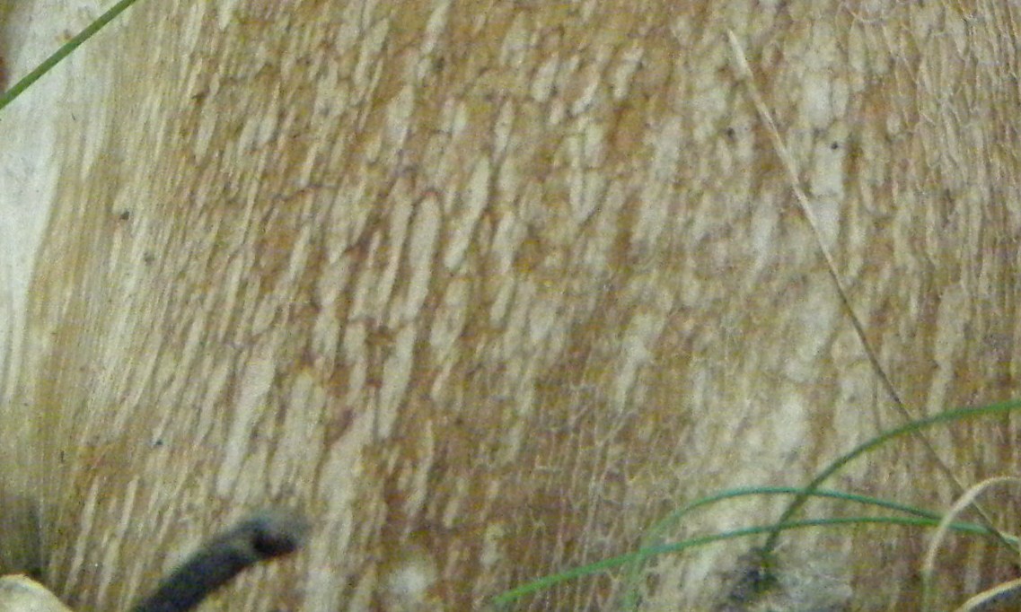 Presi nella rete...quiz.